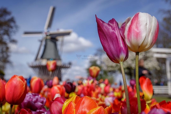 Keukenhof